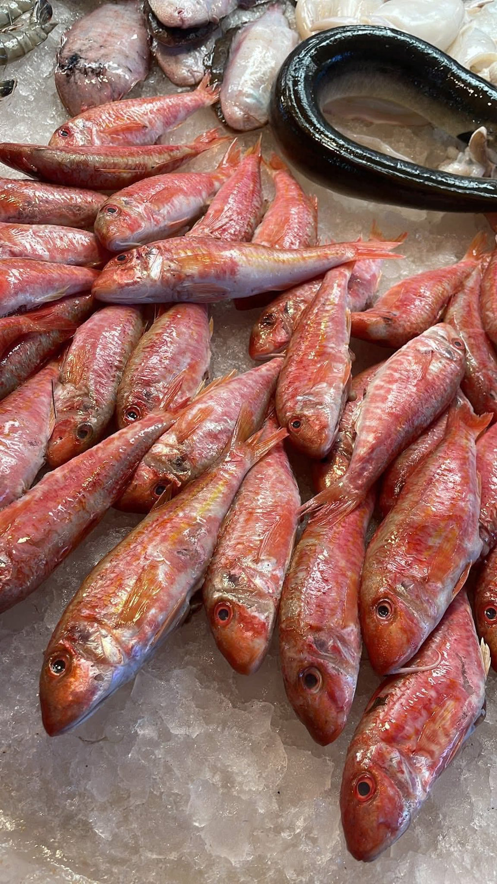 Red Mullet Fish 🐟