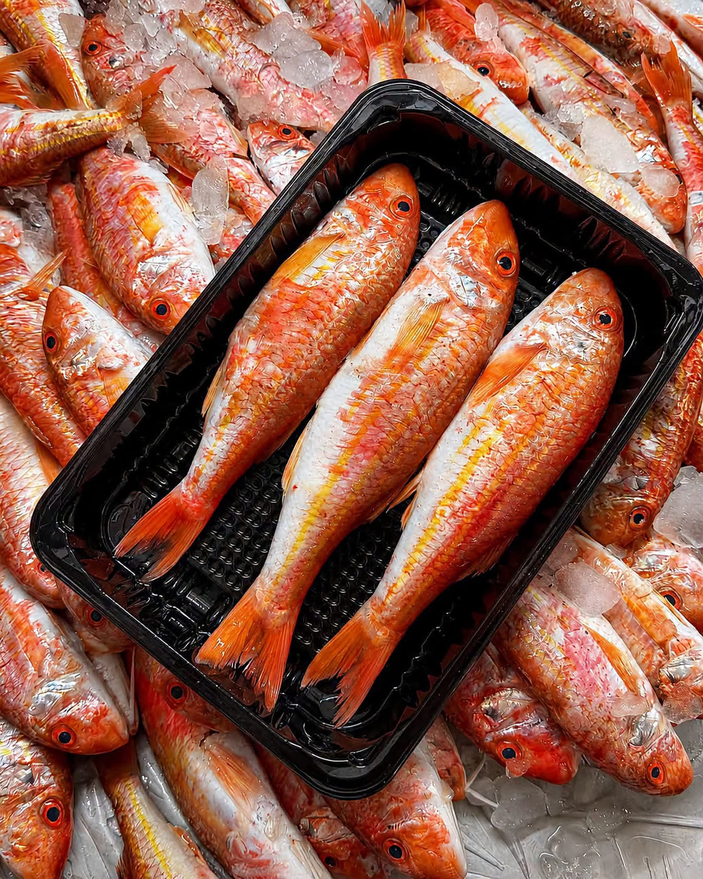 Red Mullet Fish 🐟