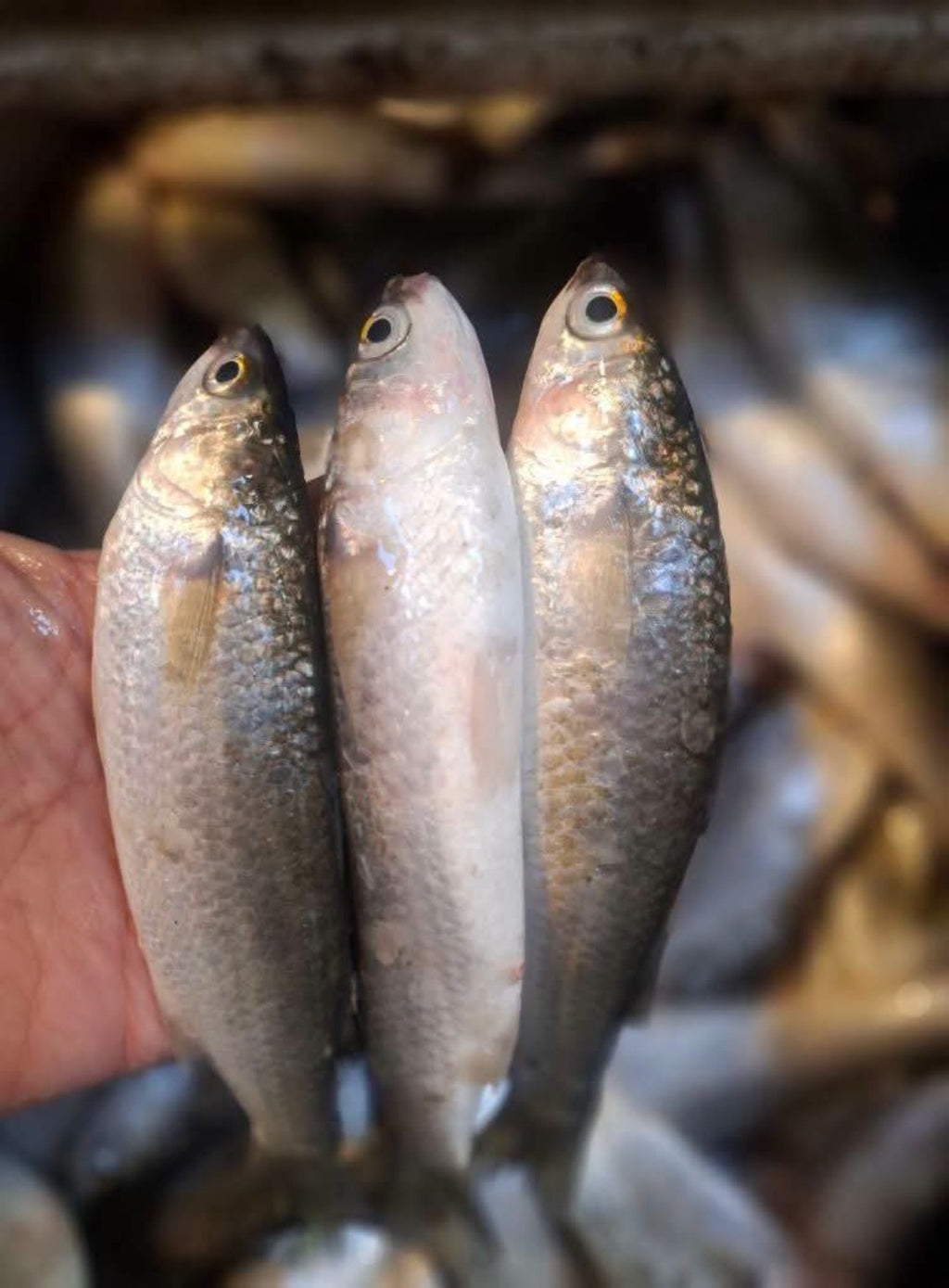 Sahleya Fish